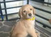 Beautiful happy F1 Labradoodle puppies