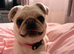 Beautiful girl pug