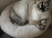 Beautiful Female BSH