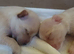 White / tan long coat Chihuahuas