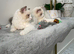 east European Ragdoll Kittens