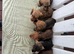 Mini Wire Haired Dachshund Pups
