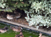 3 pairs tufted ducks