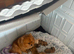 Puppies 4 female 2 males