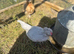 PURE LAVENDER COCKEREL