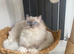 Rag doll cat