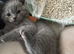 Champion lined British short haired blues