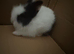 Baby bunny lion head rabbit for sale