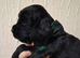 3 stunning kc registered puppies left