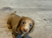4 beautiful pups from litter of 6 ready to leave