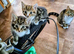 Kiten
