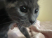 Ragdoll blue sepia tortie females ready now