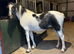 Part bred Welsh cob
