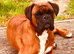 Red boxers pups for sale