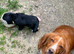 KC Reg Cocker Spaniel Dog Puppy