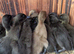 Khaki campbell x cayuga ducklings!