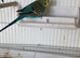 Blue yellow face female