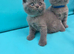 Beautiful British shorthair kittens
