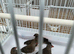 African quailfinch for sale x5