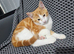 Kitten for sale