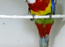Young beautiful female Rosella now available for a new home