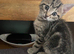 4 beautiful kittens ready to go sat