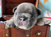 Blue french bull dog pups
