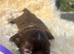 Chocolate Imperial Shihtzu