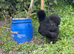 USA Silkie hatching eggs available