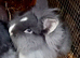 FEMALE & MALE DOUBLE MANED LIONHEAD x CASHMERE MINILOPS