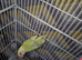 Pair of Lovebirds