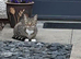 Spayed cat