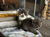 Beautiful Scottish Kittens, Tica Registered