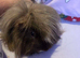 Shaun and sonic 2 male guinea pigs