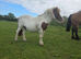 Mare&foal