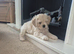 Cavachon puppies
