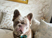 Fluffy French bulldog