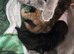 British short hair cross baby’s
