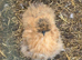Silkie bantam pol hens