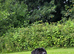 Cane corso male