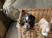Cocker Spaniel puppies