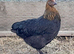 French Black Copper Maran Pullets
