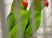 Pair abyssinian love birds