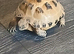 Horse filed tortoise for sale