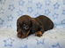 Gorgeous true mini dachshund boys