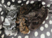 3 Boars available