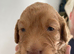 Cockapoo puppies for sale