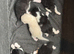 6 x kittens for sale