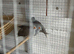 Diamond doves