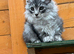 GCCF Fully Registered Maine Coon Kittens - Ready October